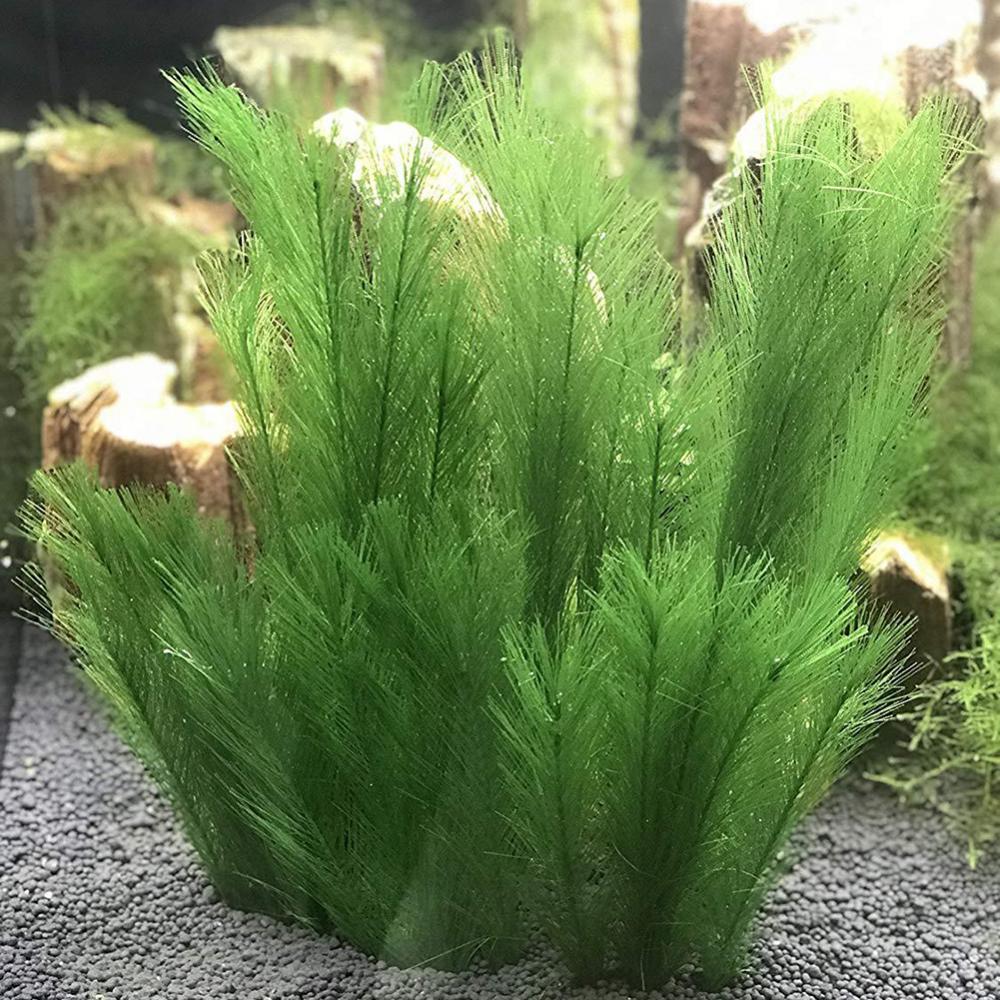 1/3 個 28/40 センチメートル水族館の水槽人工水草水 - Live Plant Aquarium のレビューと価格