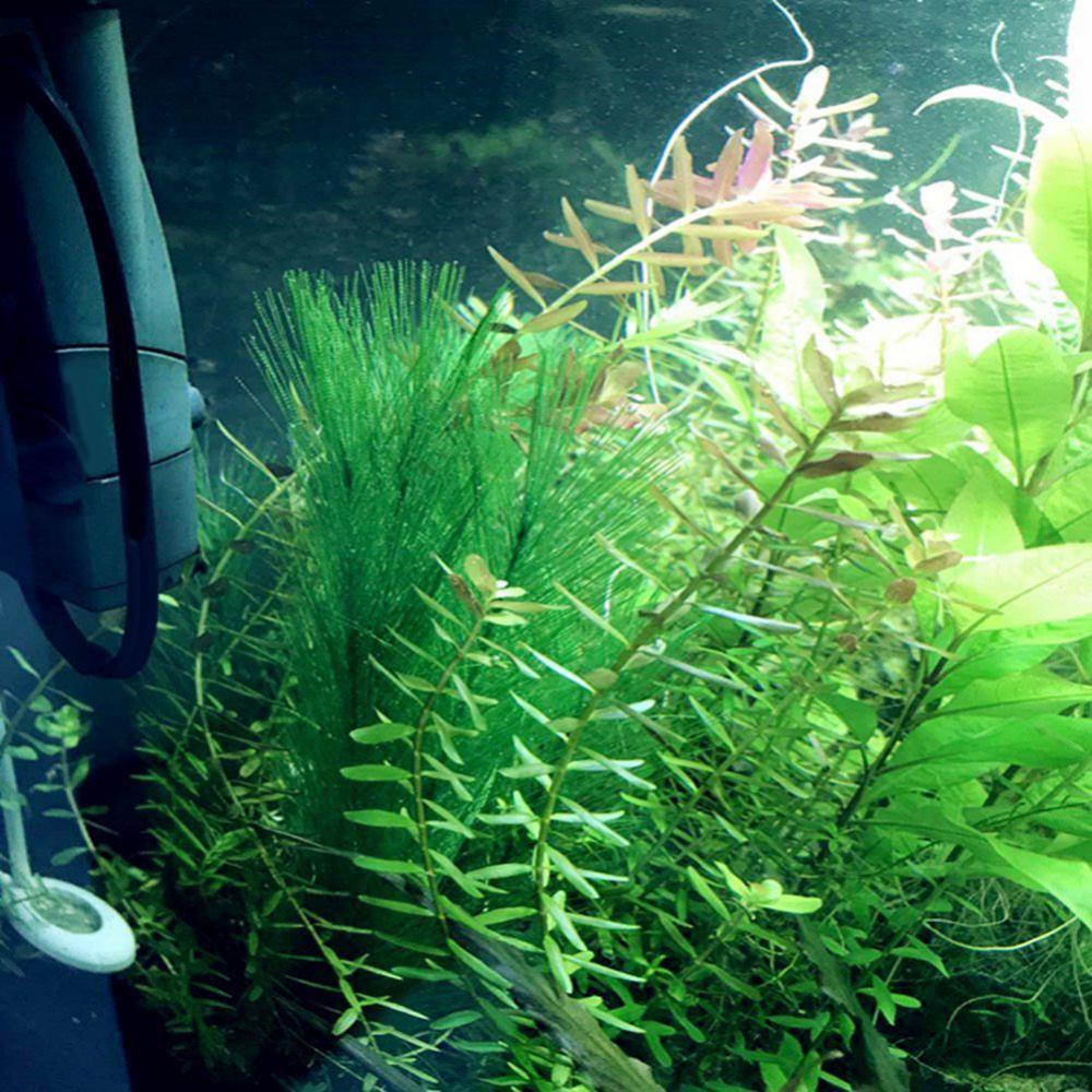 1/3 個 28/40 センチメートル水族館の水槽人工水草水 - Live Plant Aquarium のレビューと価格