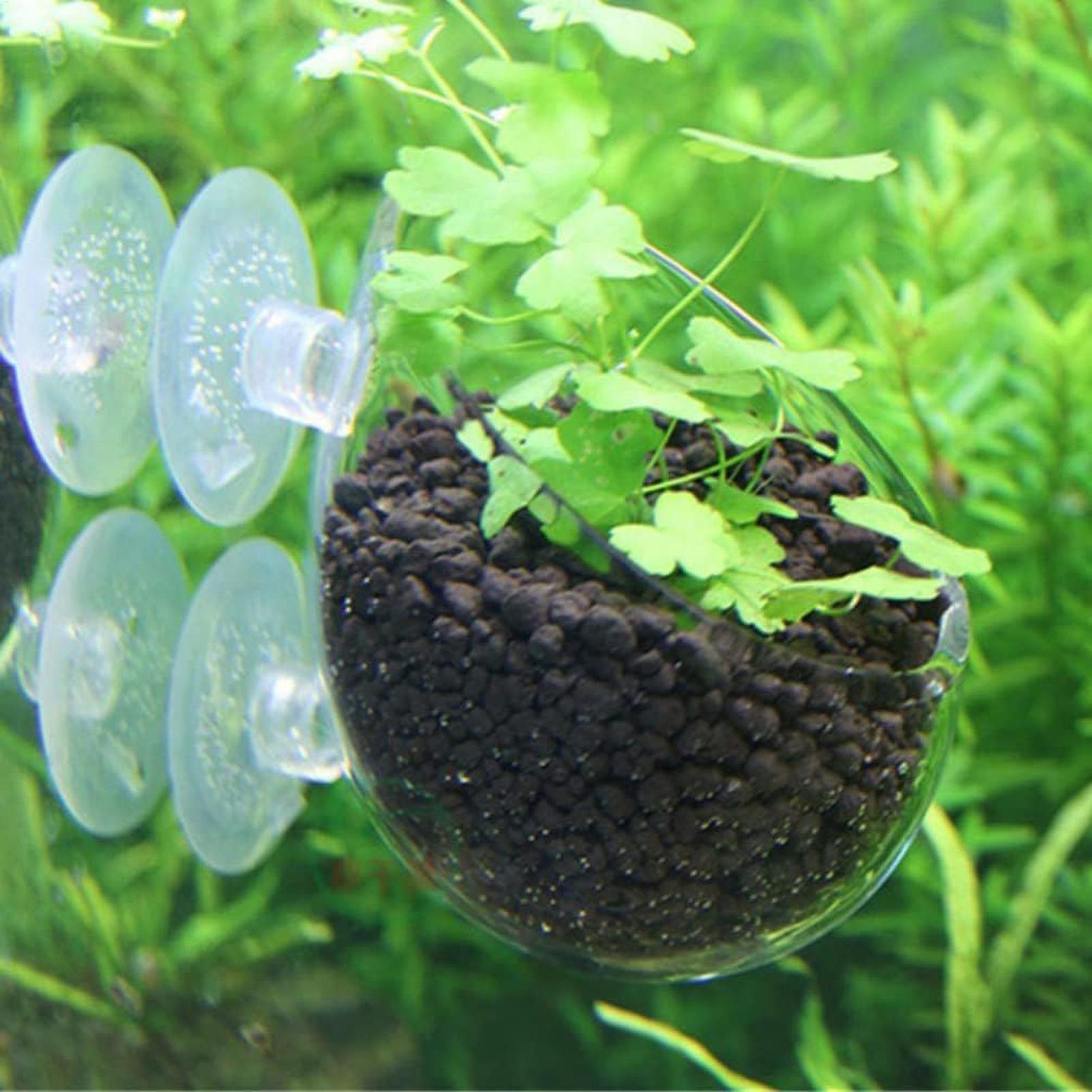 水槽用植物ホルダー ガラス製水草ポット 吸盤付き 生きた植物 - Live Plant Aquarium のレビューと価格