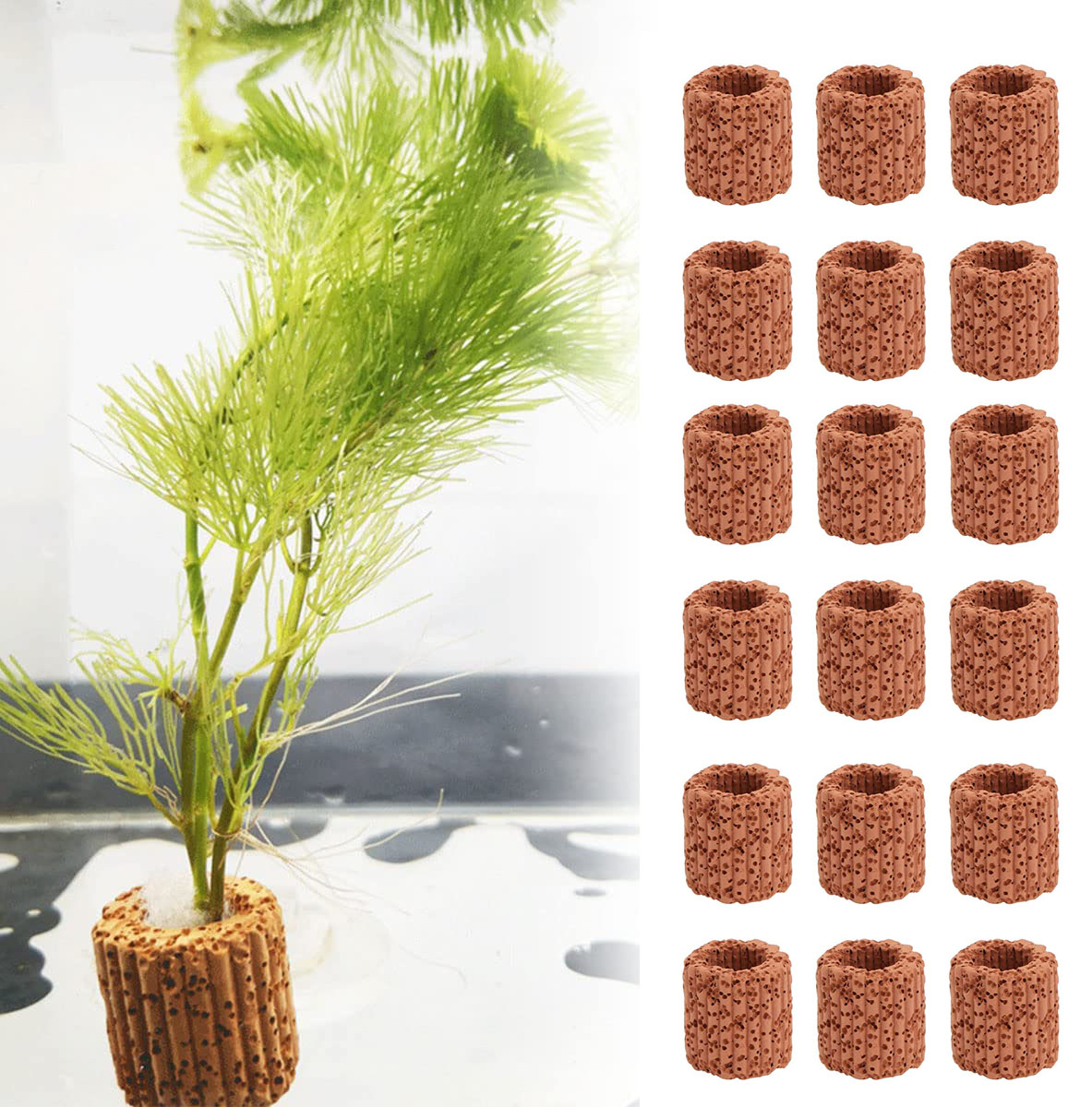 無印固定リングベース、水族館、水槽の装飾、風景アクセサリー、 - Aquarium Plants Live のレビューと価格