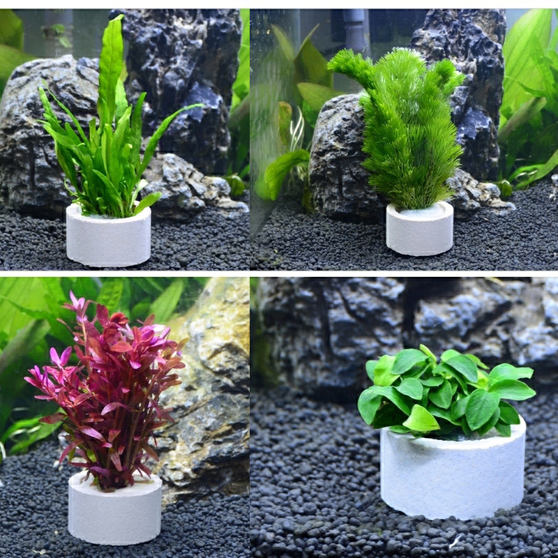 水槽装飾セラミックリング、水槽植物固定ポット、水玉水生植物、 - Plant Aquarium Pot のレビューと価格