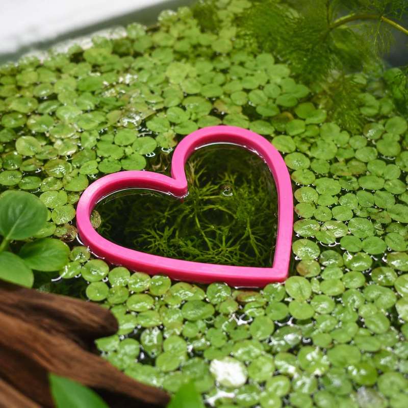 ハート型の浮遊式魚用餌リング 水槽用魚餌供給器 サークルアク - Aquarium Fertilizer のレビューと価格
