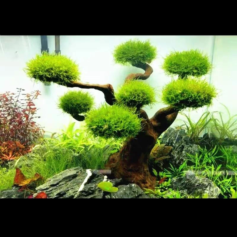 水槽装飾用流木飾り、水族館装飾、木工芸品、水槽装飾 - Aquarium Driftwood のレビューと価格