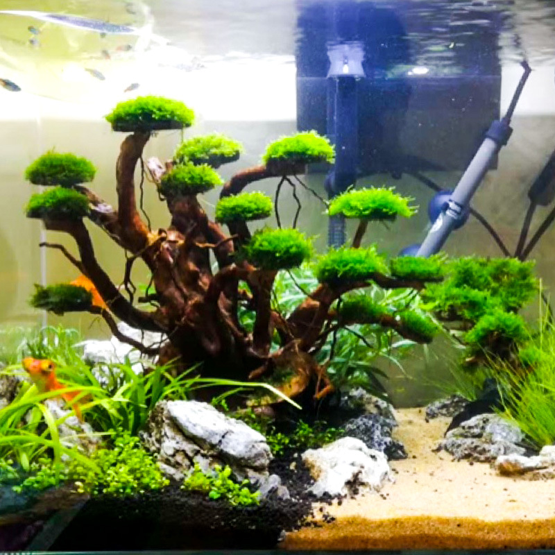 水槽造景用モスツリースケルトン仕上げ済み流木シャクナゲ根飾り - Aquarium Driftwood のレビューと価格