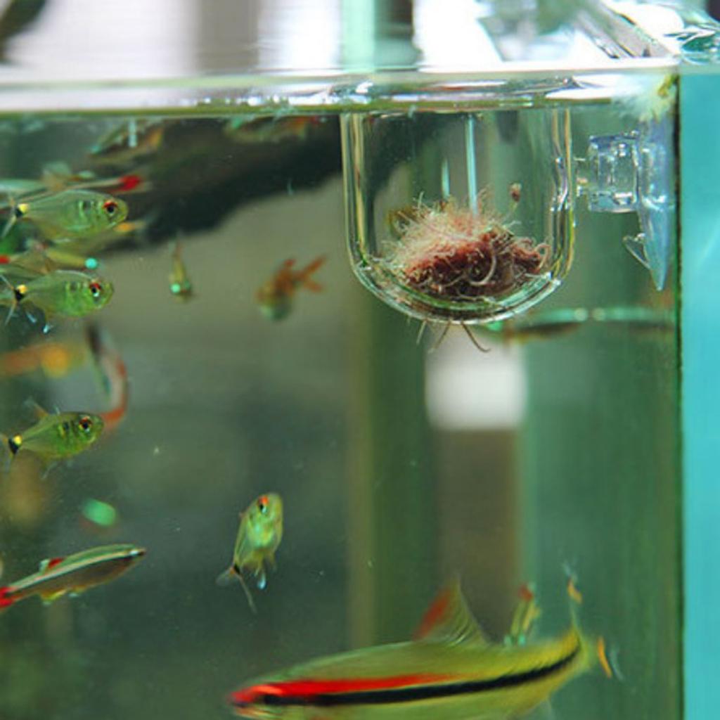 強力な吸盤が付いた、生きたミミズや水草を飼育するための、ガラ - Live Plant Aquarium のレビューと価格